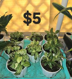 Birkin plants