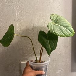 Philodendron Gloriosum Platinum
