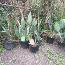 Nopales Nopaleros $10.00