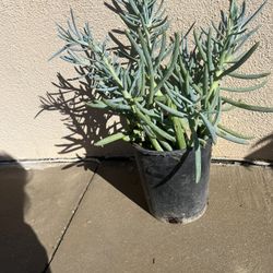 Blue Chalksticks 