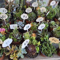 Beautiful and healthy variety of succulents at lower than retail prices 