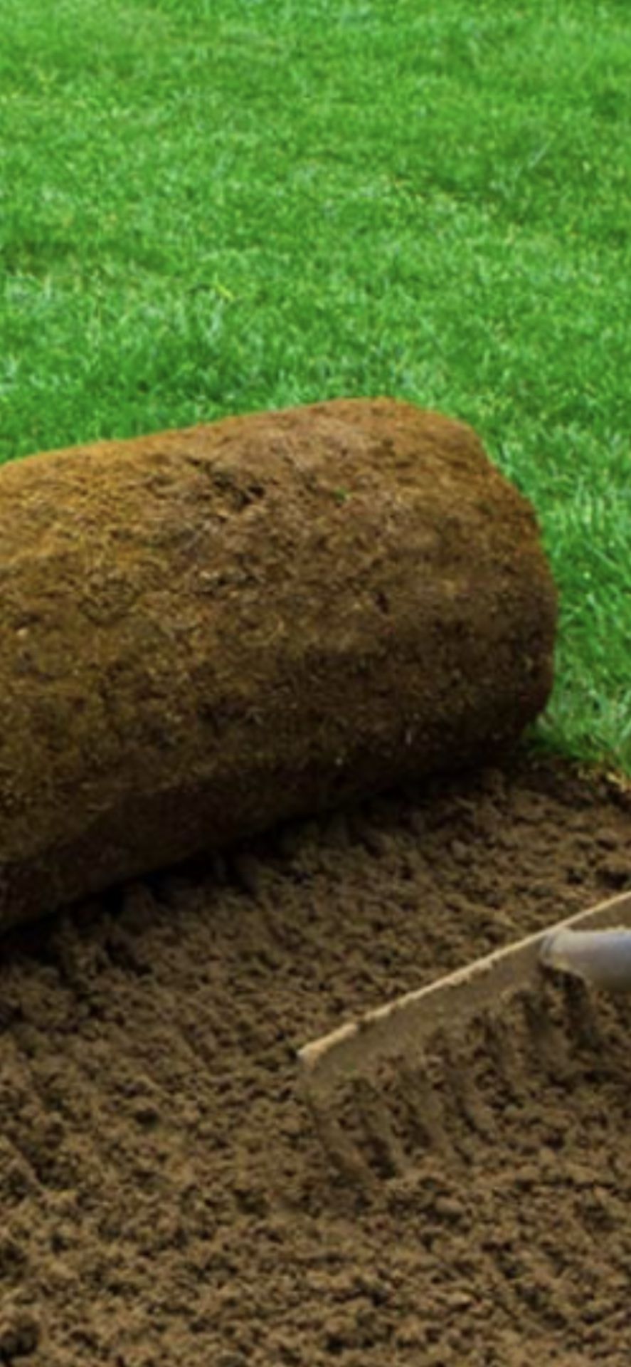 Fresh Sod