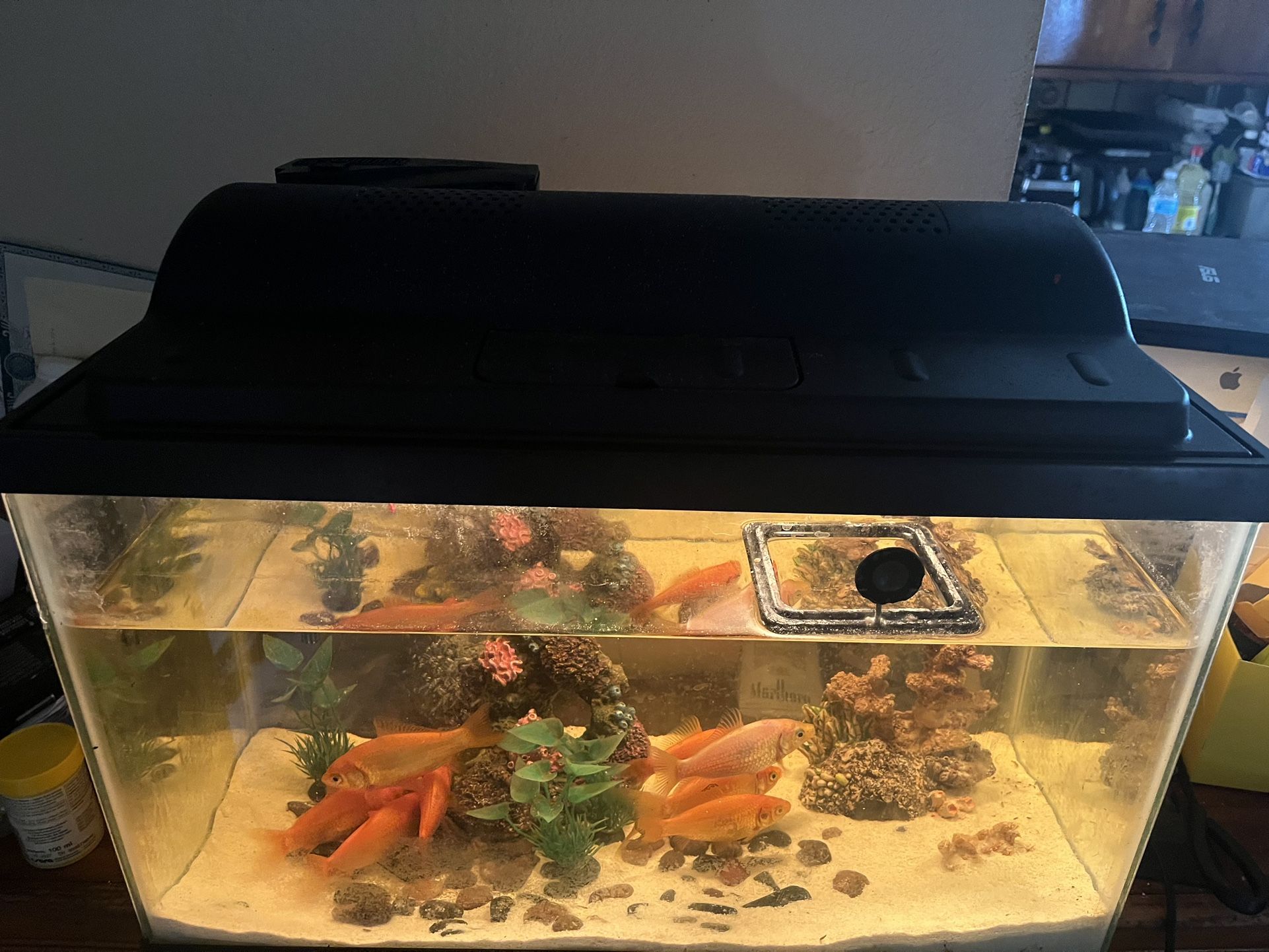 Fish Tank