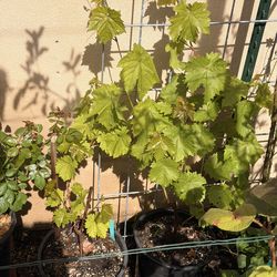 Sweet Seedless Green Grape in 5 gallon