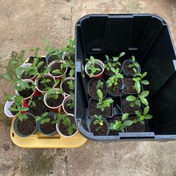 45-50 Pots of Baby Stephanotis Plants There Is 1 To 3 Plants In Each Pot 