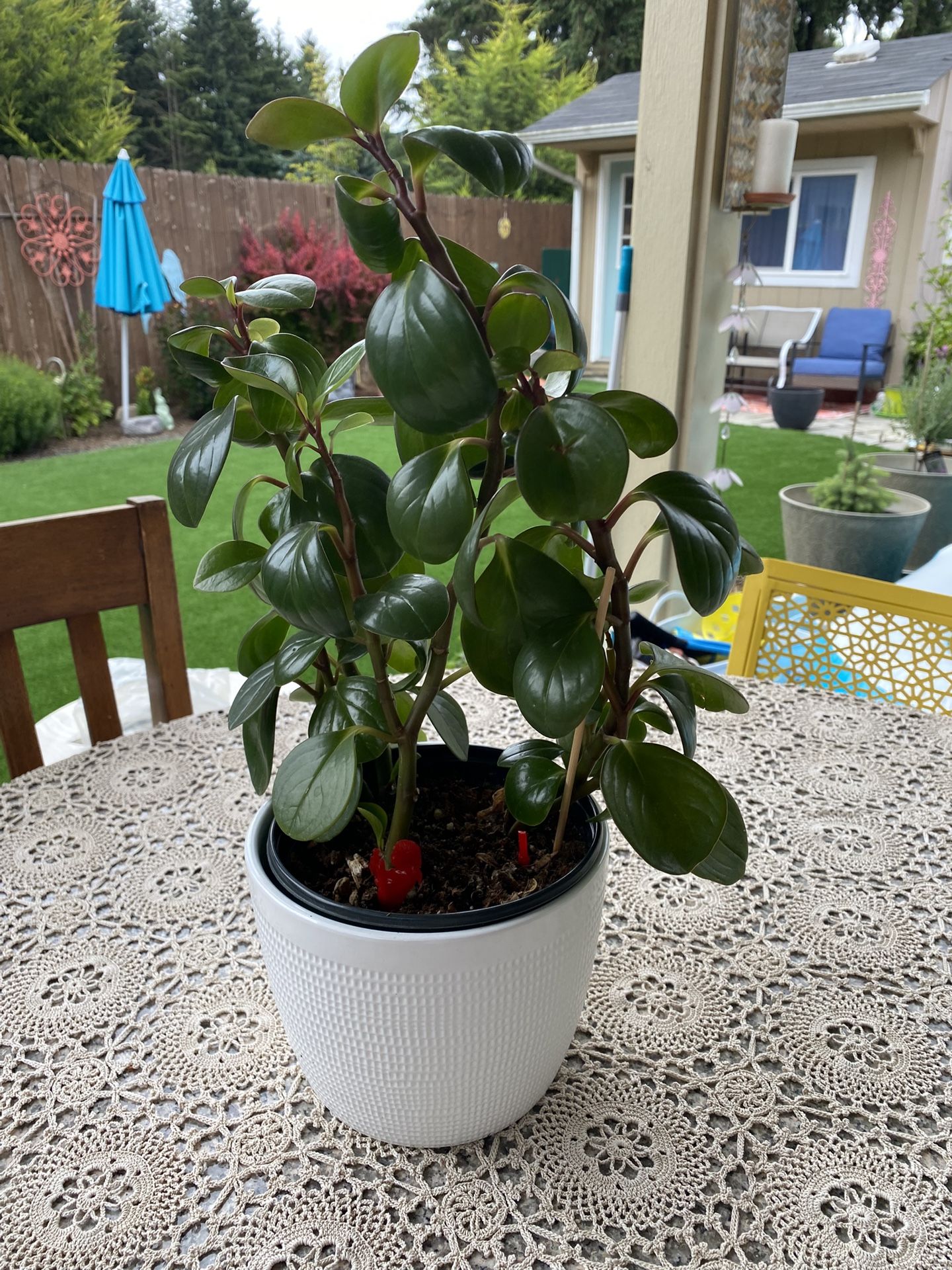 Peperomia obtusifolia - Baby Rubber Plant