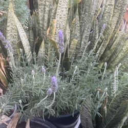 Lavender Plants 