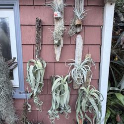  Beautiful Selection Of Mounted Airplants ! 