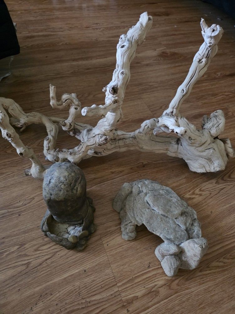 Reptile Branch And Rocks