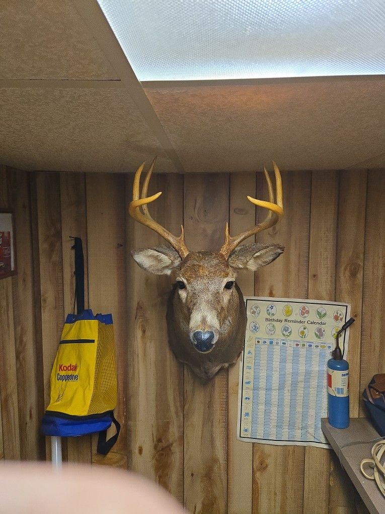 8 Point Mounted Buck Head