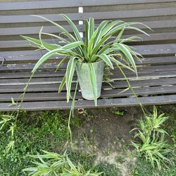 Spider Plant