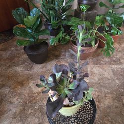 Live Succulents In 6.5in Ceramic Pot With Shells 