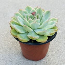 Succulents plants 🪴 