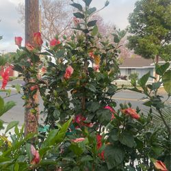 Hibiscus Tree$$38 Each