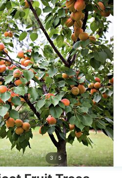 Apricot tree