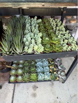 Plants Sale🌿$1 succulents