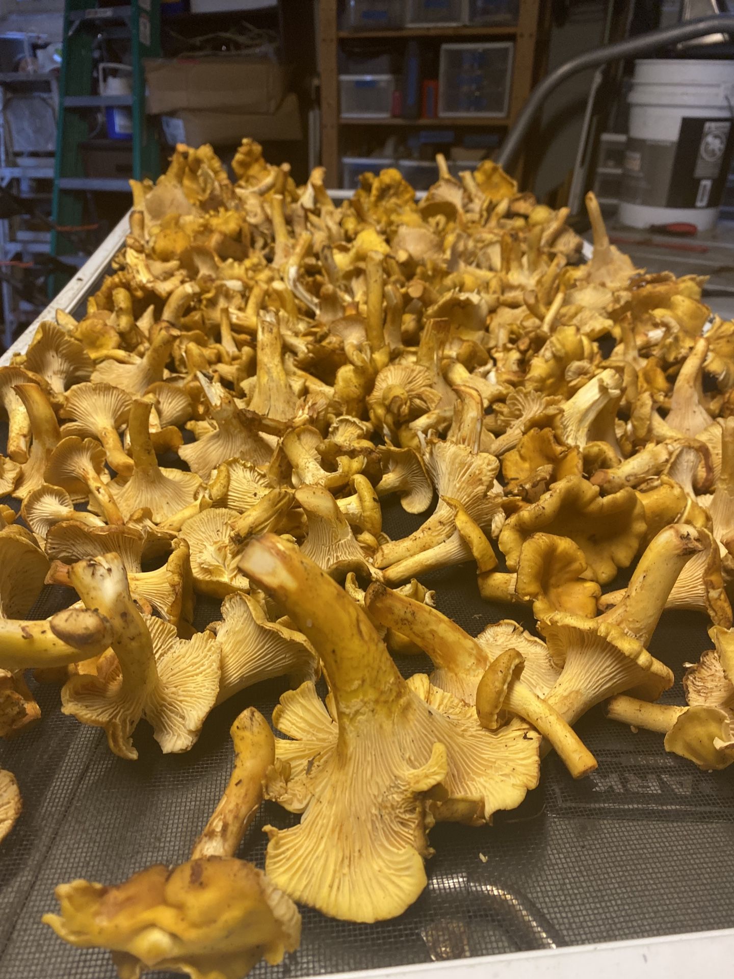Chanterelles fresh mushrooms for Sale in Federal Way, WA OfferUp