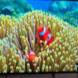 Sony XBR49X800E 49-Inch 4K Ultra HD Smart LED TV