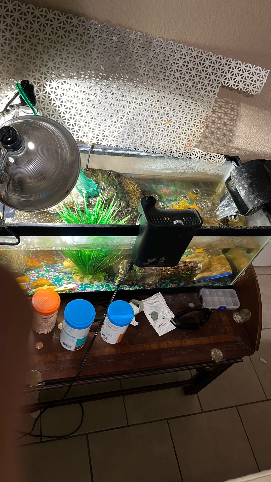 20 Gallon Tank With Everything In It