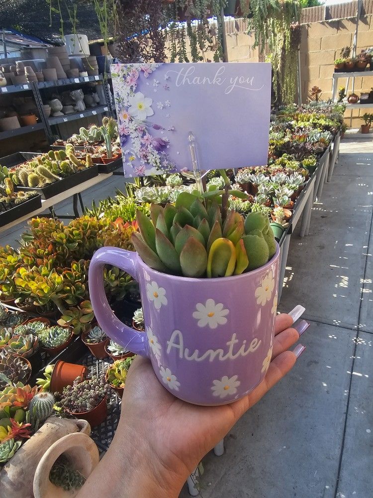 Mothers Day Gift Succulents 