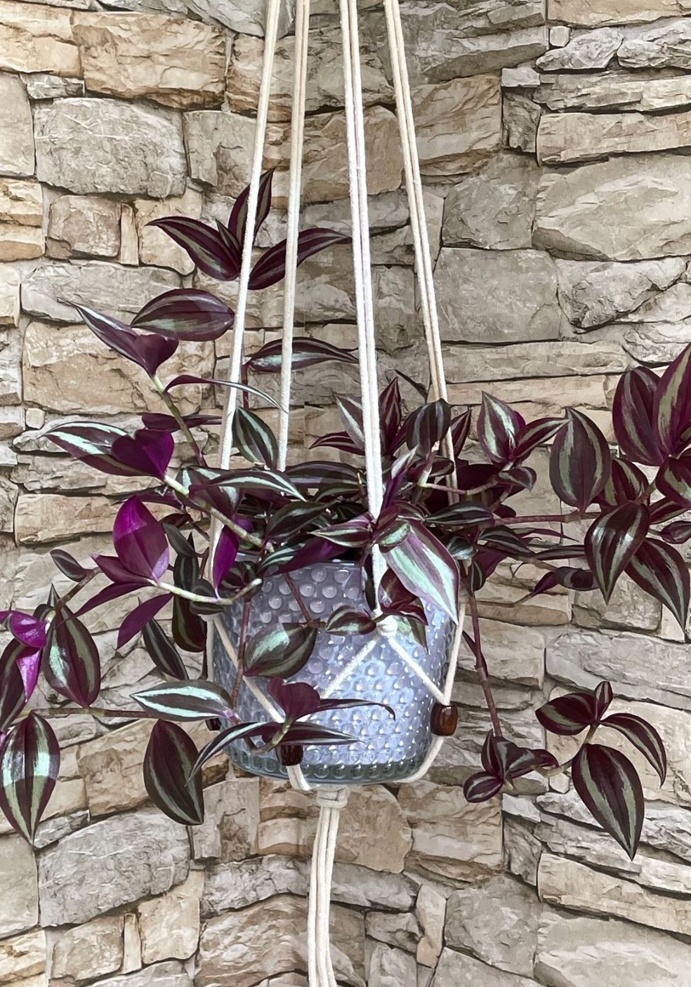 Tradescantia Zebrina Easy To Care House Plant In Beautiful Textured Pot 5”H.