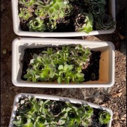 Plant Box With Hen -n-Chicks