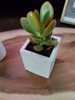 Succulent Planter Concrete Rectangle
