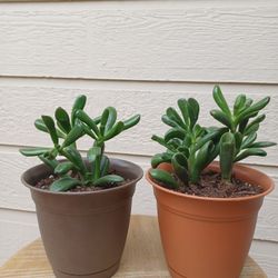 2 Beautiful Succulent Plants 