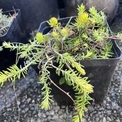 Angelina sedum/succulents