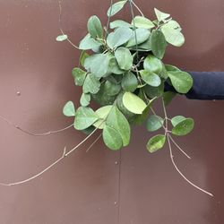 6” hoya obovata