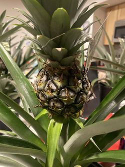 Pineapple plan