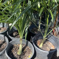 Areca Palm $$46 Each