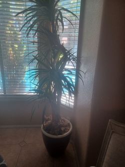 Fake plants