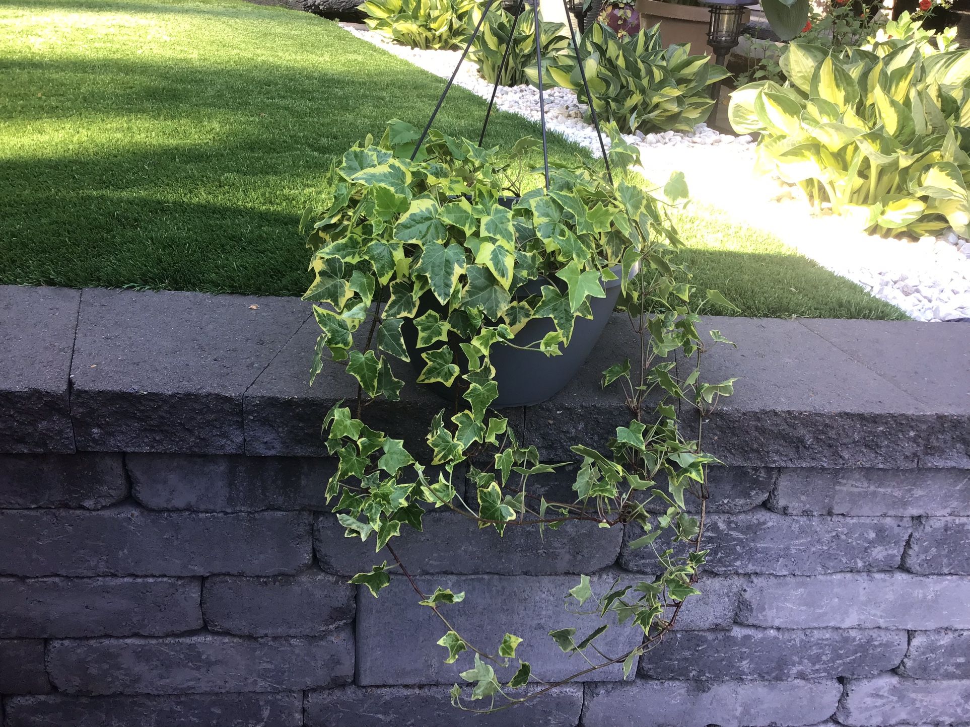 Plant