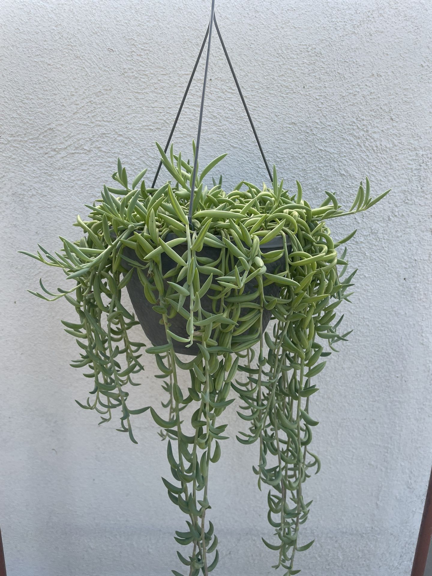 String Of Fishhooks Plant
