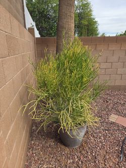 6ft firestick plants in 18in pot