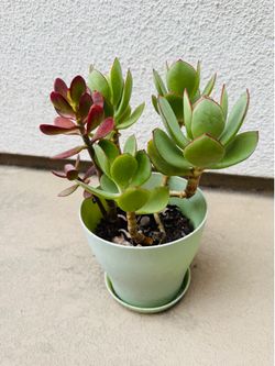 Assortment of Succulents