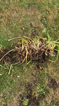 Free day lilies and candy tuft, dug up today