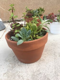 Potted green succulent plant