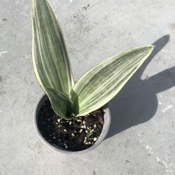 Sansevieria metallica 
