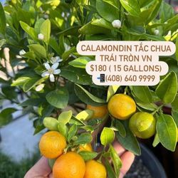 Calamondin / Calamansi Tắc Chua Trái Tròn VN