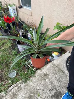 Pineapple plant