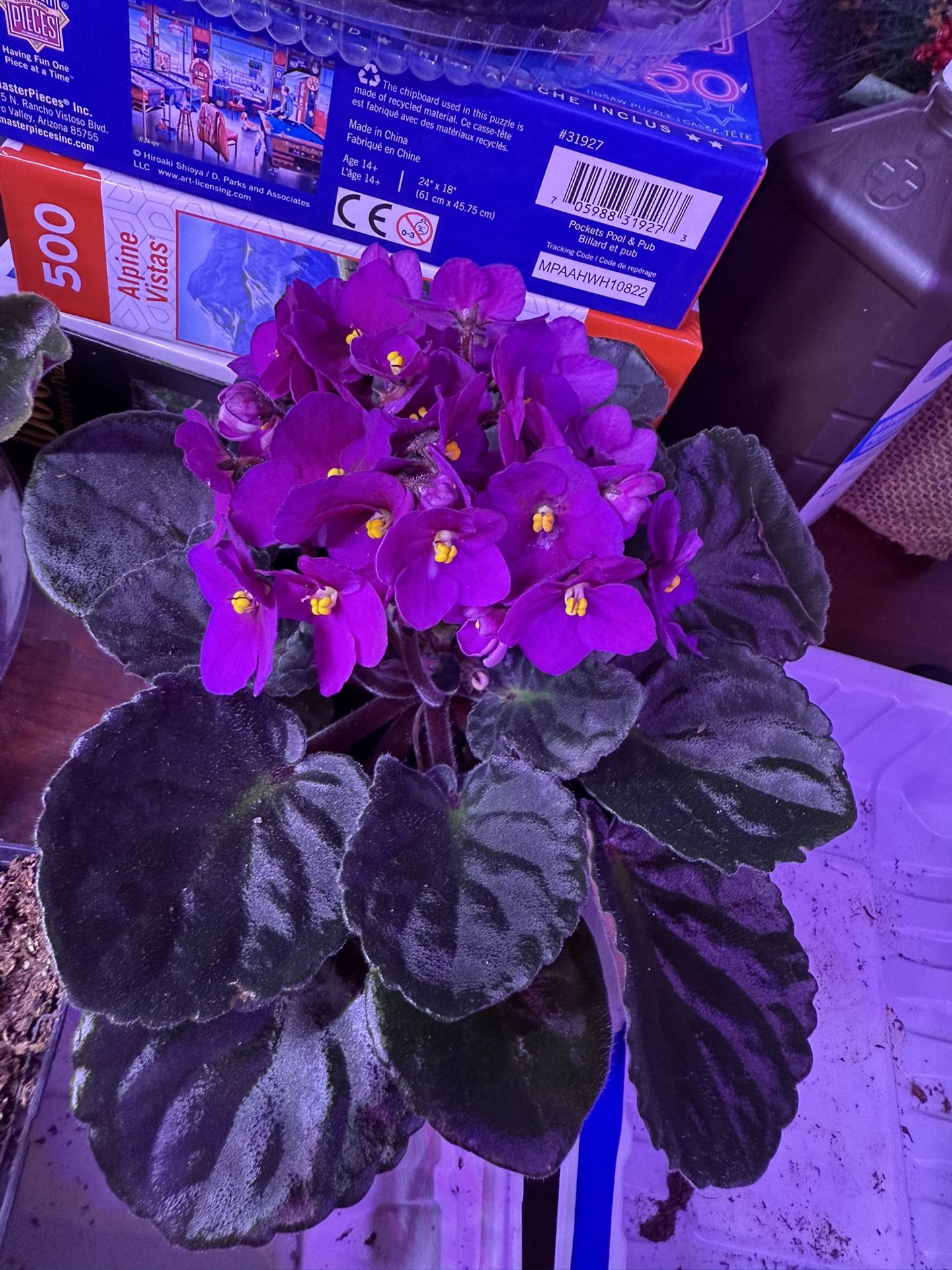 African Violet Large Mature Plant Blooming Indoor