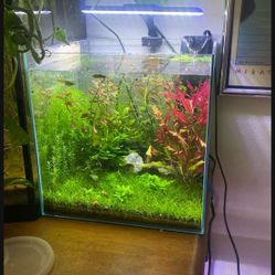 Aquarium Plants And More