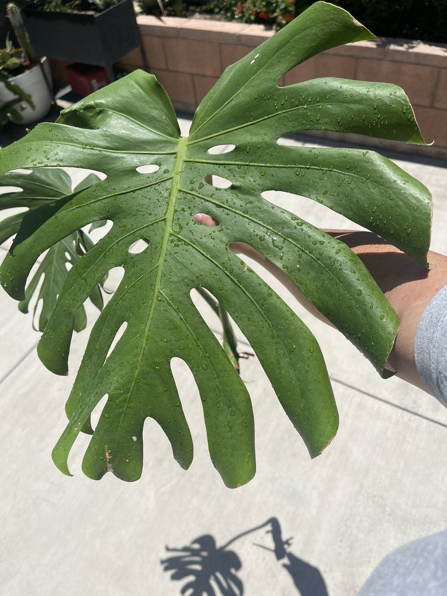 Monstera Cutting Inoor Plant
