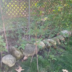 Raspberry Plants