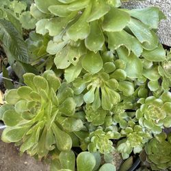Planta 