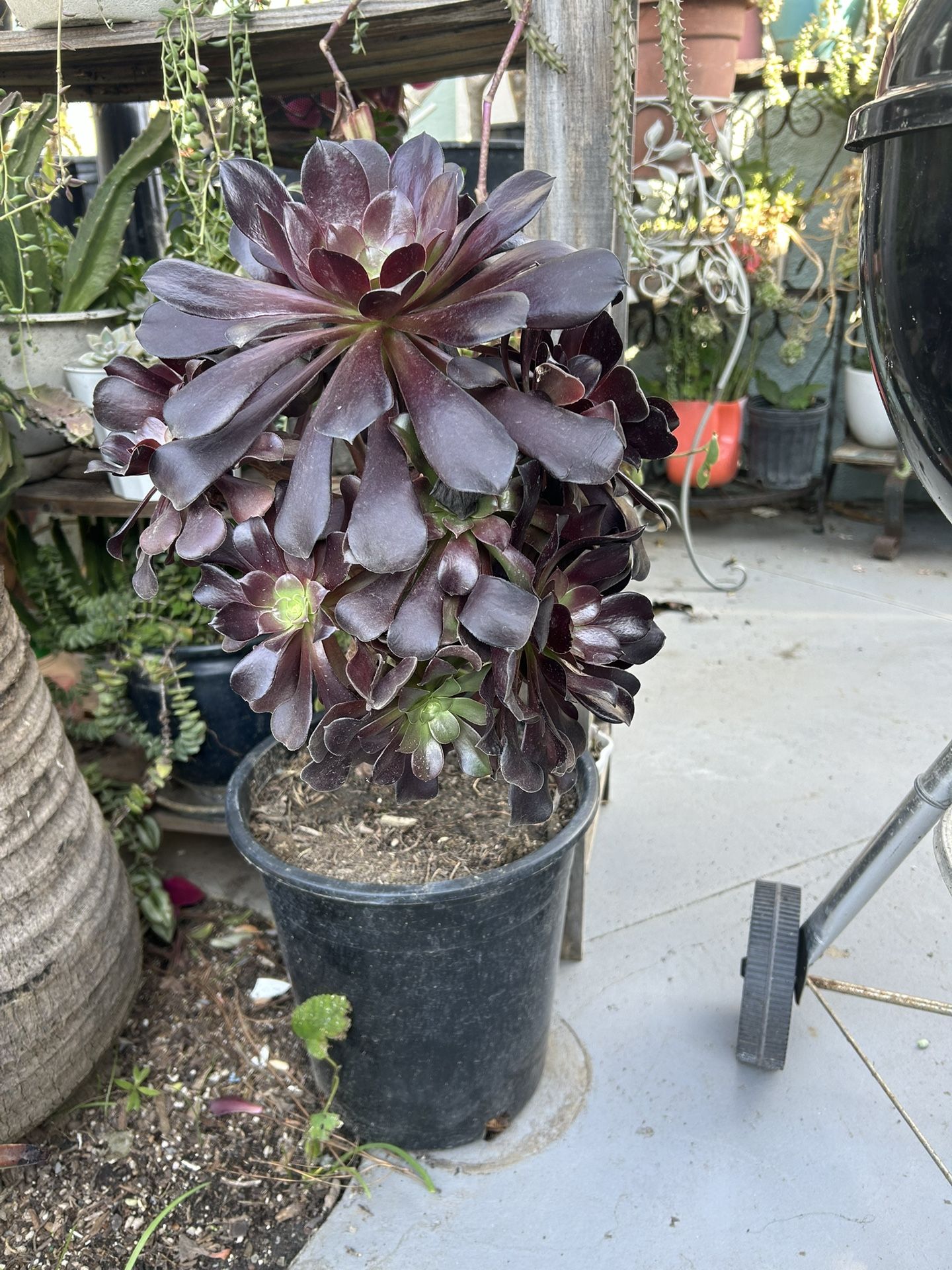 Una Succulents