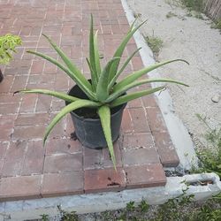 Aloe Vera