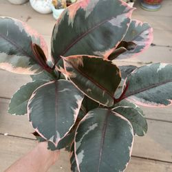 Ruby Ficus Rubber Tree.  Live plant comes in 6” nursery pot. ✅ profile for more 🪴